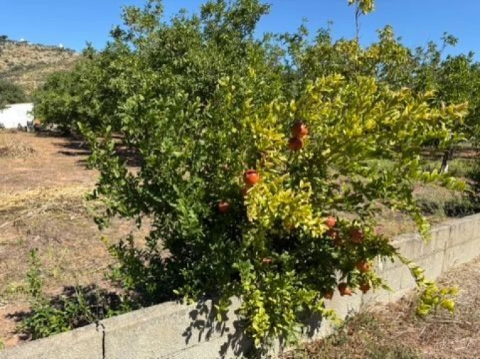 Quinta para Venda em Palmela Foto 8