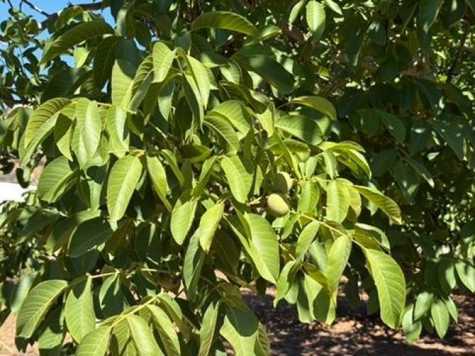 Quinta para Venda em Palmela Foto 14