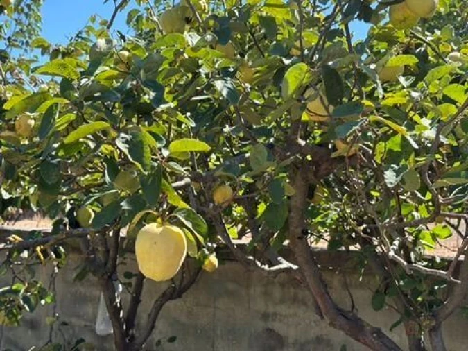 Quinta para Venda em Palmela Foto 15