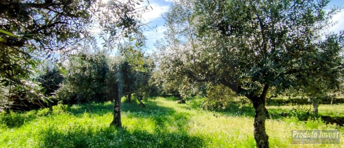 Moradia T3 para Venda em Castelo Novo Foto 24