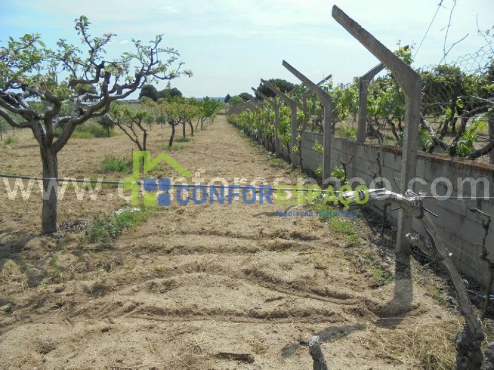 Terreno para Venda em Castelo Branco Foto 3