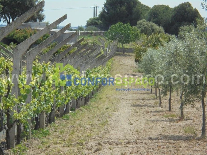 Terreno para Venda em Castelo Branco Foto 2