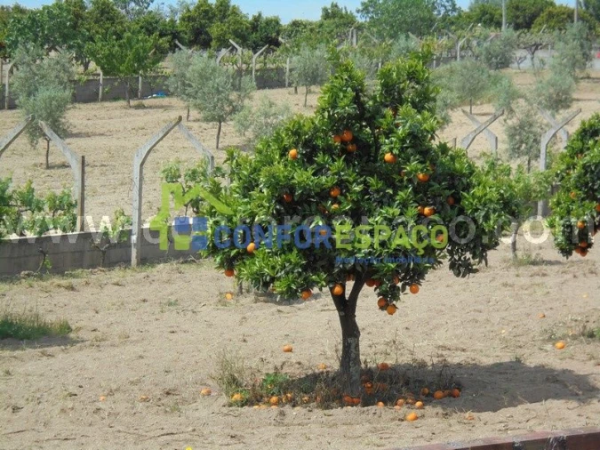 Terreno para Venda em Castelo Branco Foto 10