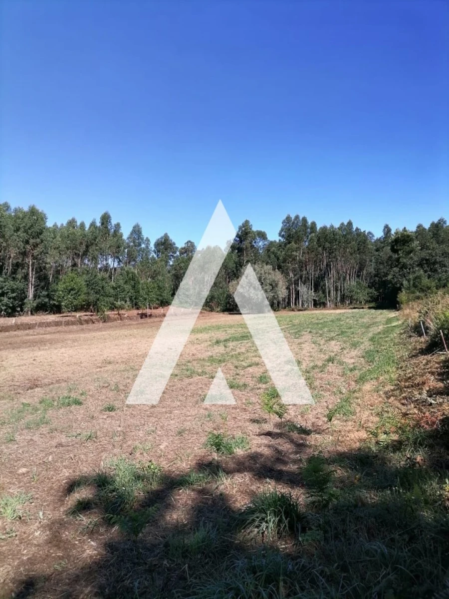 Terreno Misto para Venda em Nogueira, Meixedo e Vilar de Murteda Foto 5