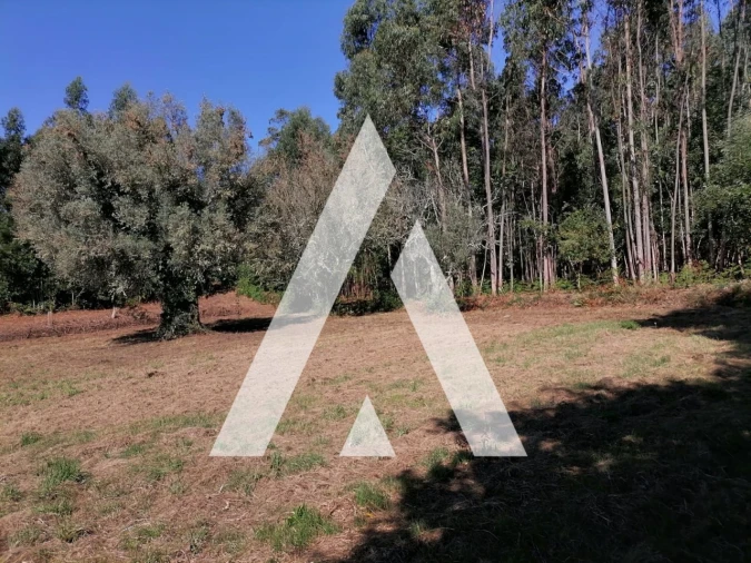 Terreno Misto para Venda em Nogueira, Meixedo e Vilar de Murteda Foto 8