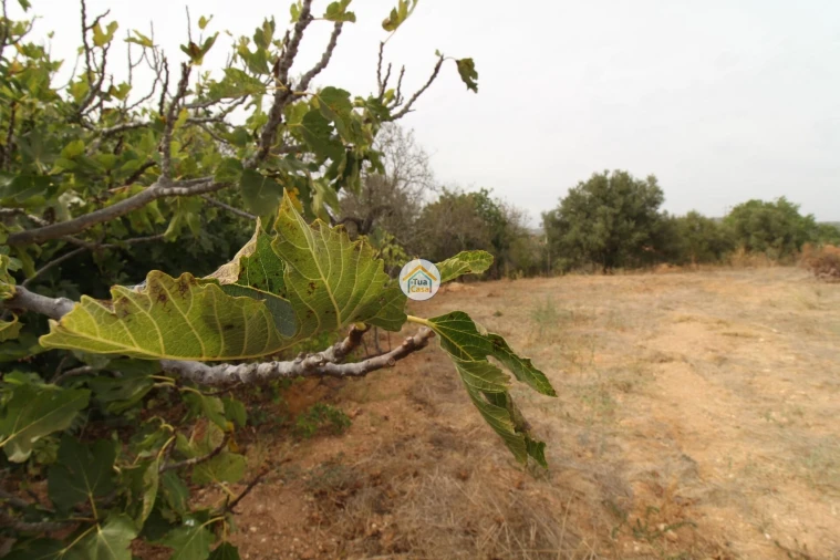 Terreno para Venda em Quelfes Foto 16