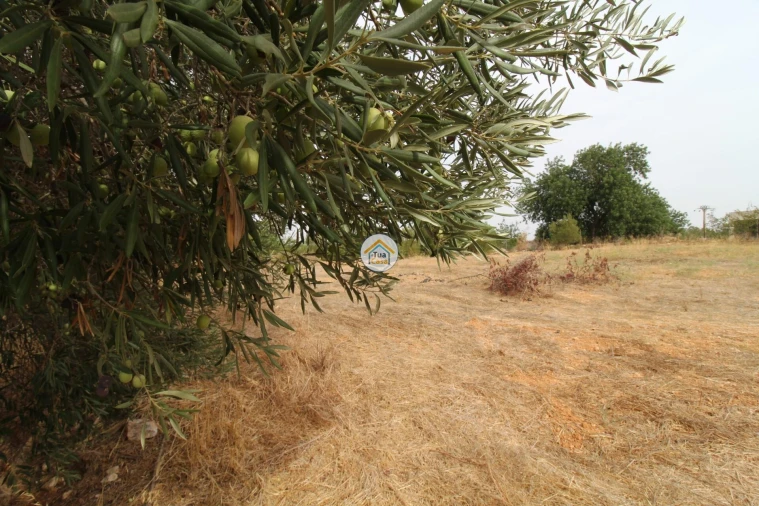 Terreno para Venda em Quelfes Foto 19