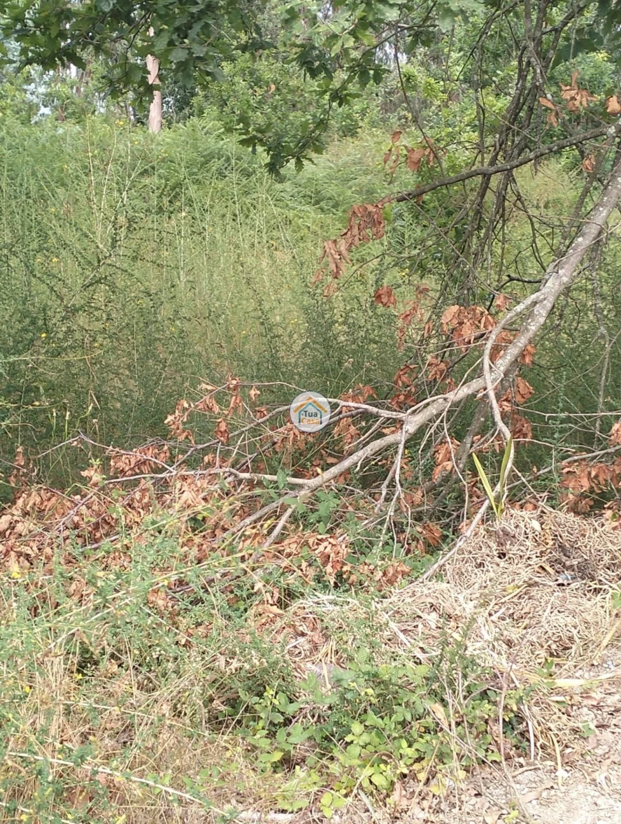 Terreno para Venda em Meinedo Foto 2