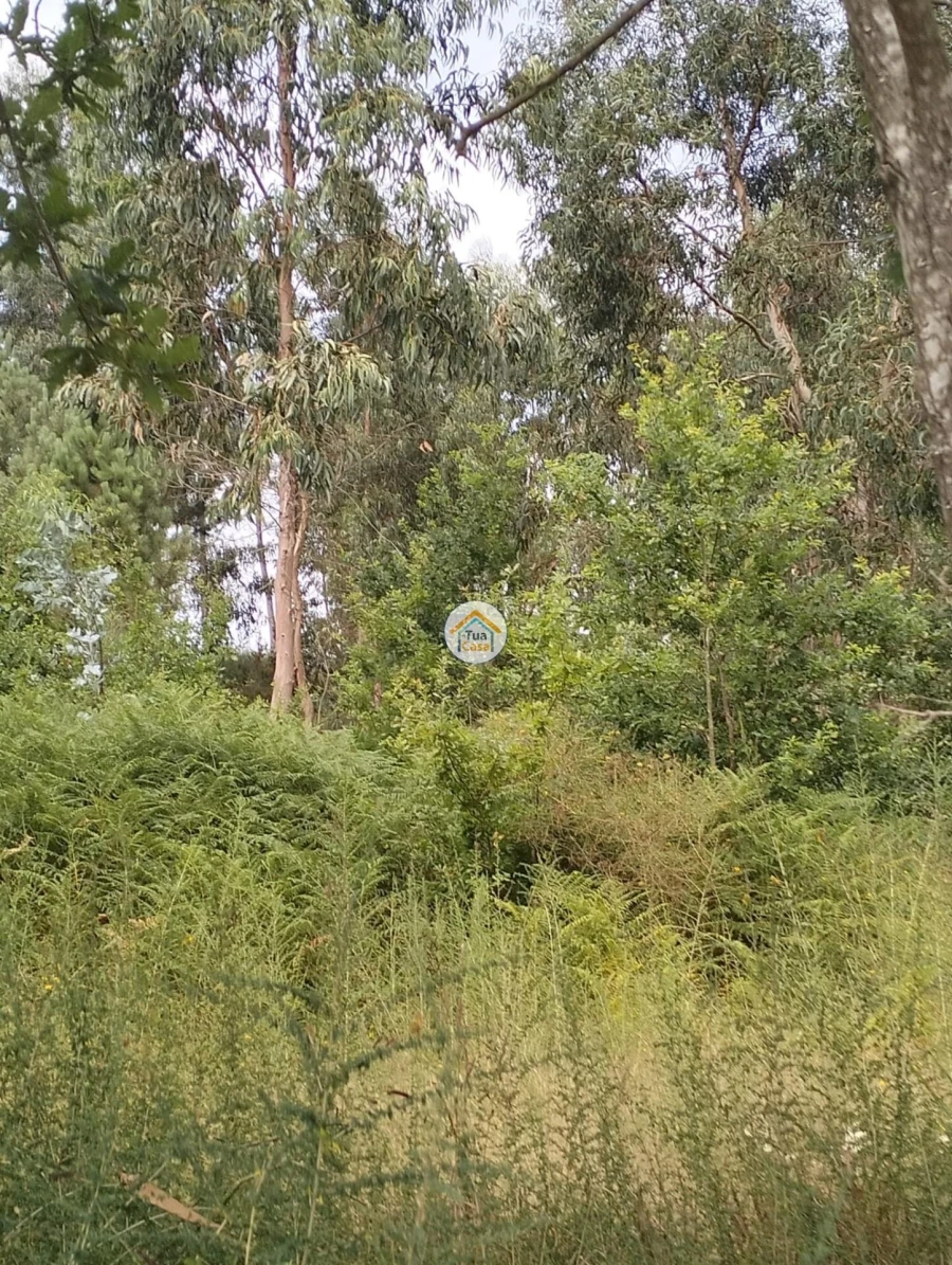 Terreno para Venda em Meinedo Foto 5
