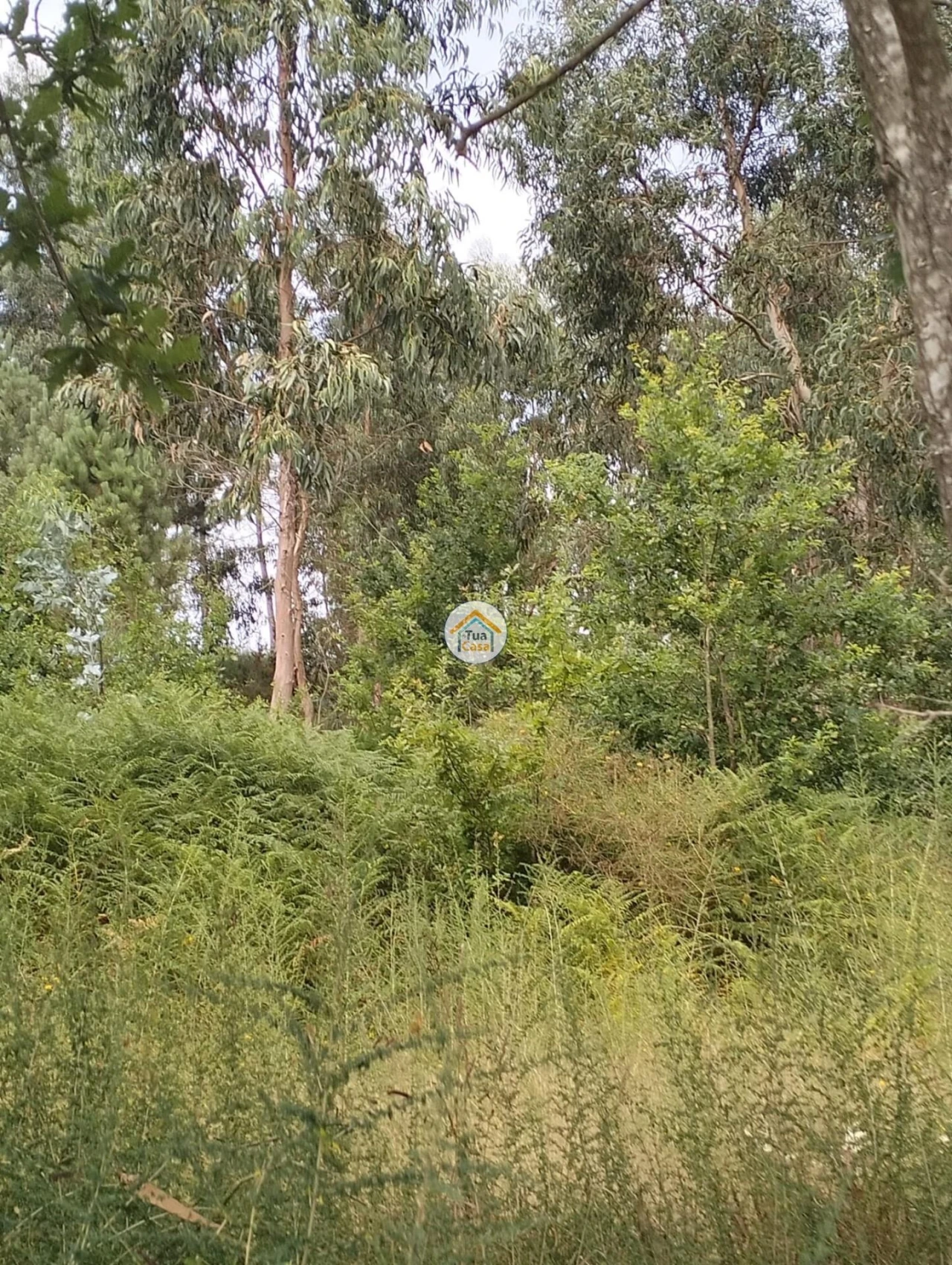 Terreno para Venda em Meinedo Foto 5
