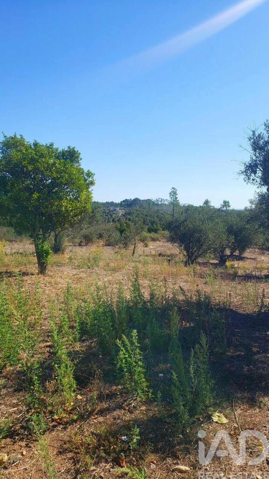 Moradia T4 para Venda em Cardigos Foto 22