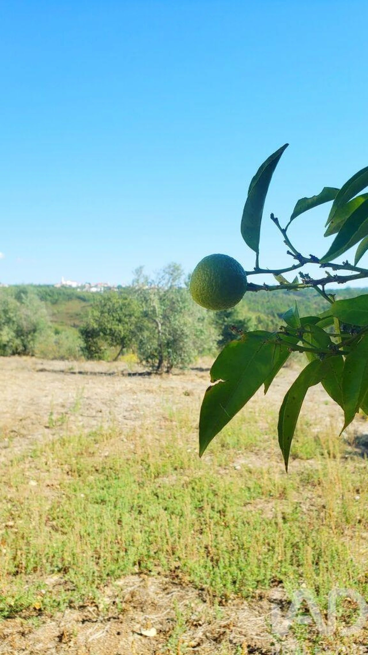 Moradia T4 para Venda em Cardigos Foto 21