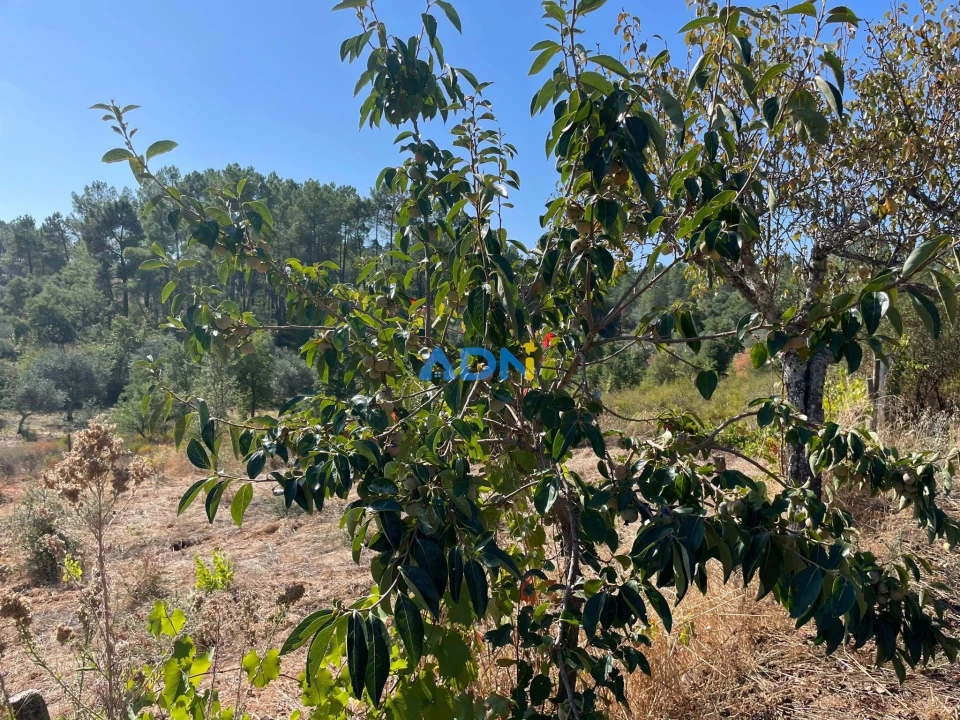 Moradia T4 para Venda em Sarzedas Foto 55