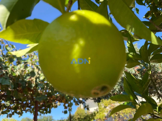 Moradia T4 para Venda em Sarzedas Foto 62