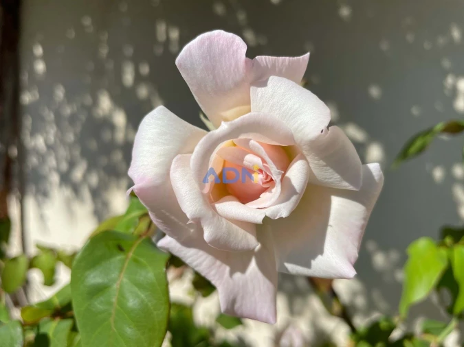 Moradia T4 para Venda em Sarzedas Foto 24