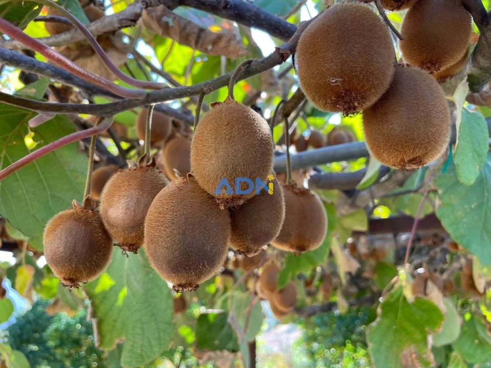 Moradia T4 para Venda em Sarzedas Foto 60