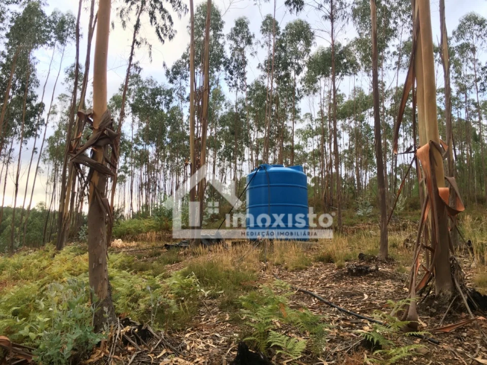 Quinta T3 para Venda em Graça Foto 3