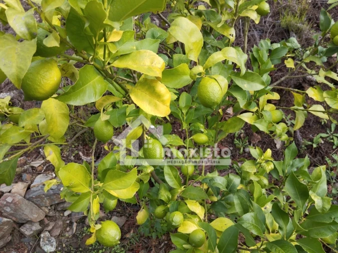 Quinta T3 para Venda em Graça Foto 34