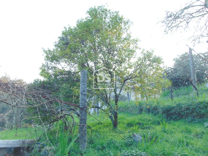 Quinta T0 para Venda em Raiva, Pedorido e Paraíso Foto 31