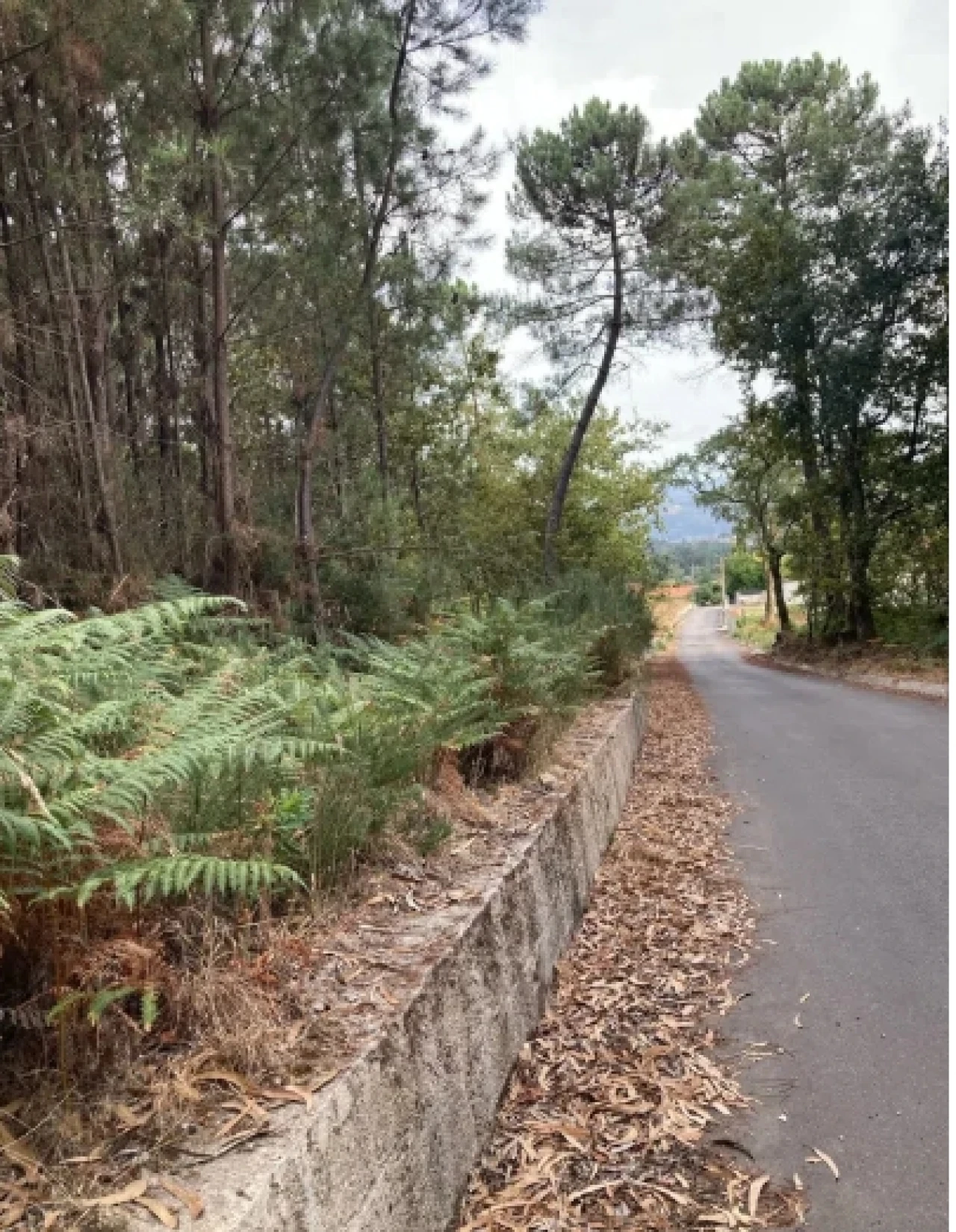 Terreno para Venda em Santa Cruz da Trapa e São Cristóvão de Lafões Foto 1