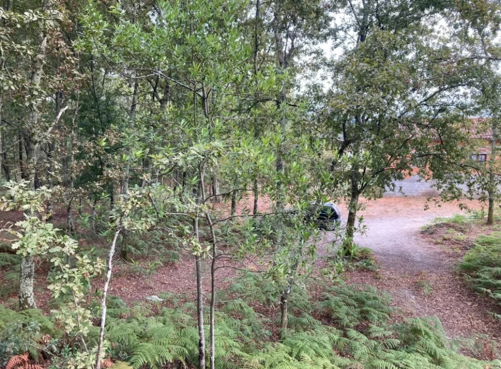 Terreno para Venda em Santa Cruz da Trapa e São Cristóvão de Lafões Foto 3