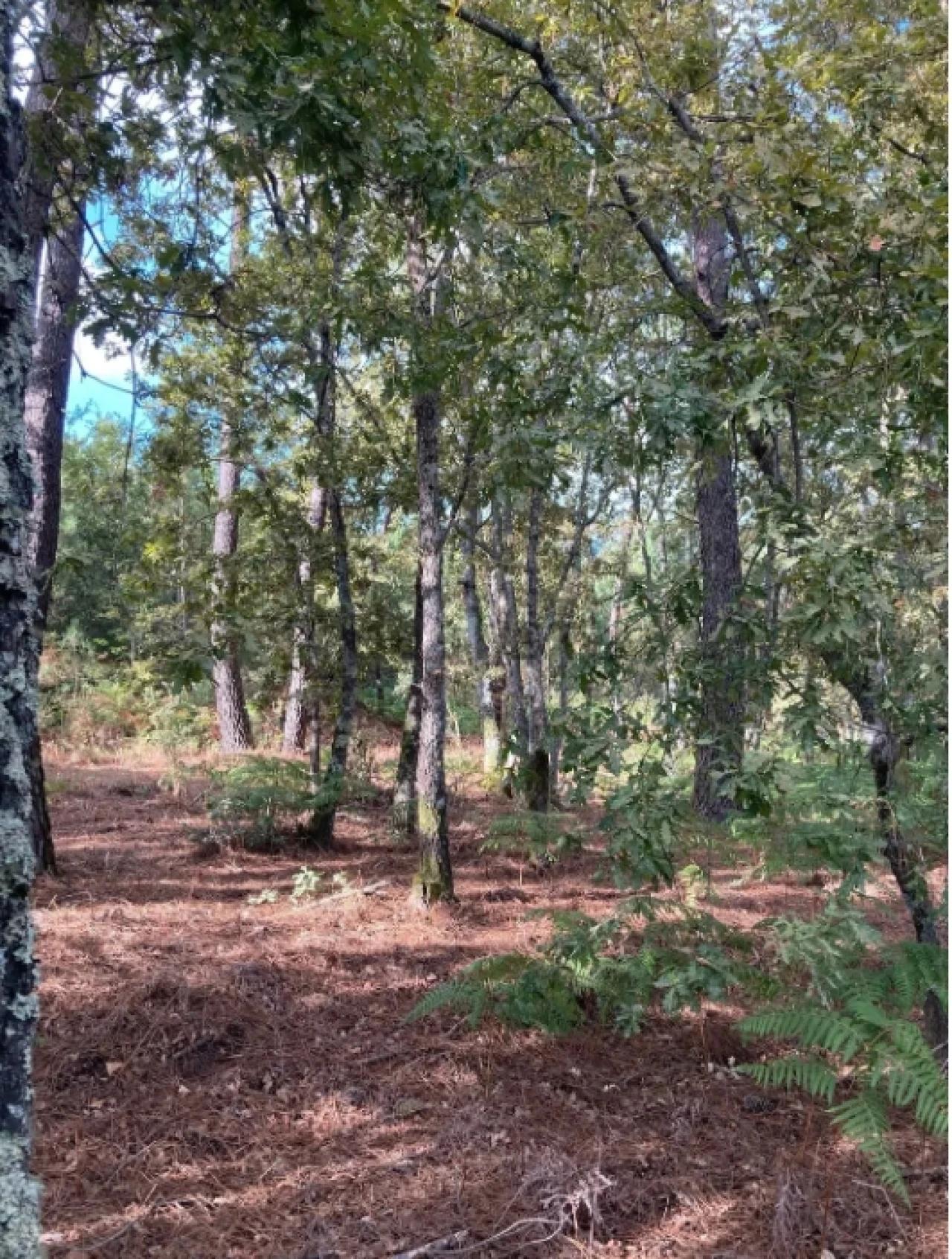 Terreno para Venda em Santa Cruz da Trapa e São Cristóvão de Lafões Foto 2