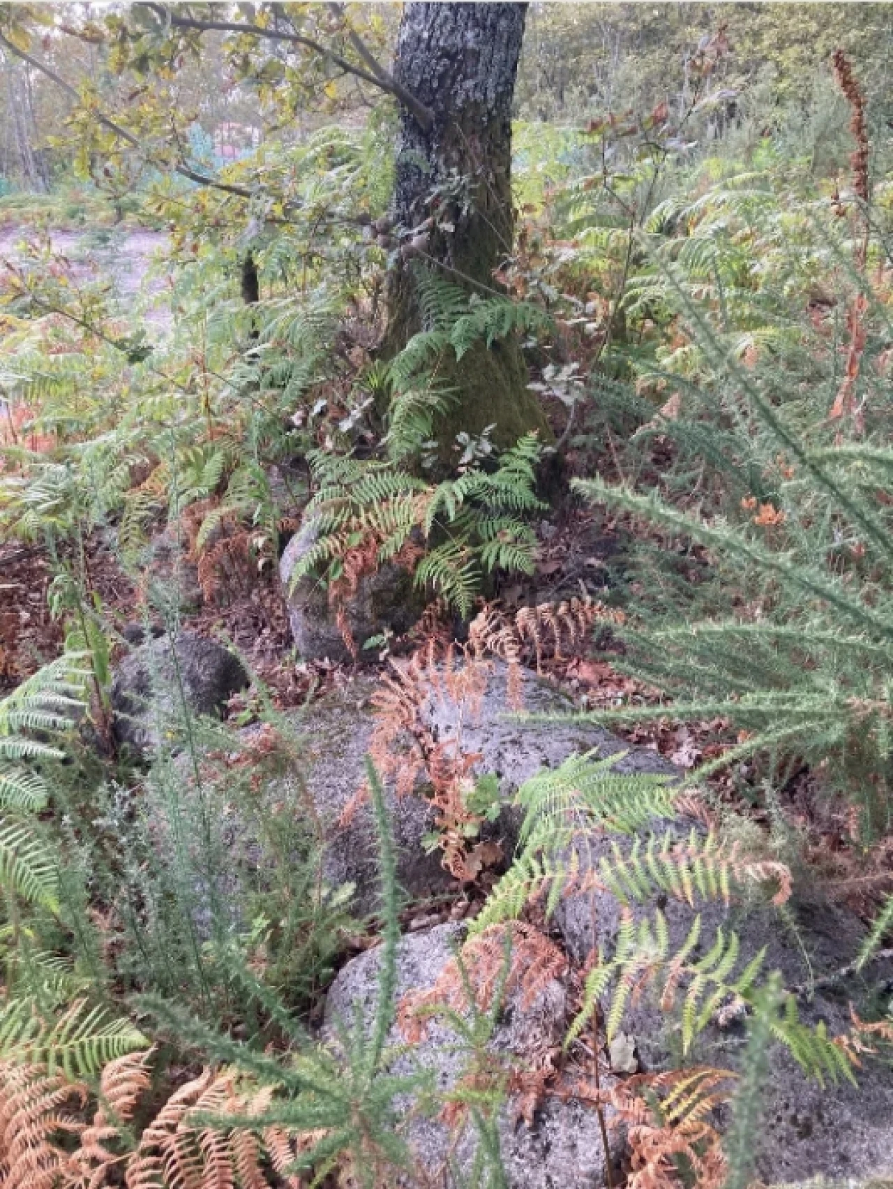 Terreno para Venda em Santa Cruz da Trapa e São Cristóvão de Lafões Foto 4
