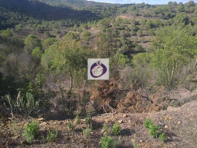 Quinta T3 para Venda em Vaqueiros Foto 4