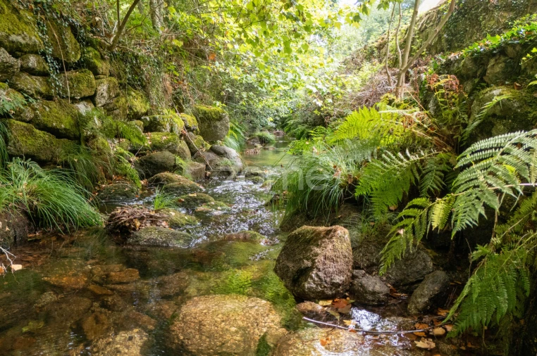 Quinta T7 para Venda em Alvite e Passos Foto 74