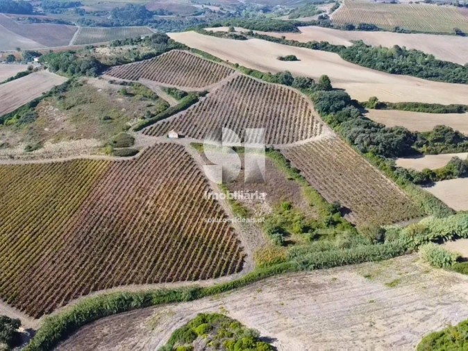 Terreno para Venda em Dois Portos e Runa Foto 13