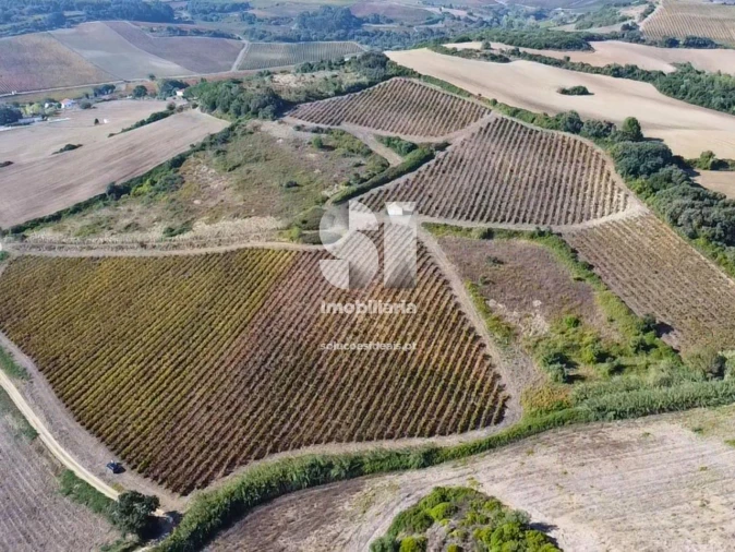 Terreno para Venda em Dois Portos e Runa Foto 14