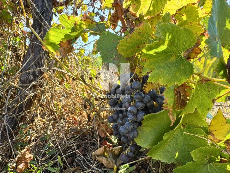 Terreno para Venda em Dois Portos e Runa Foto 2