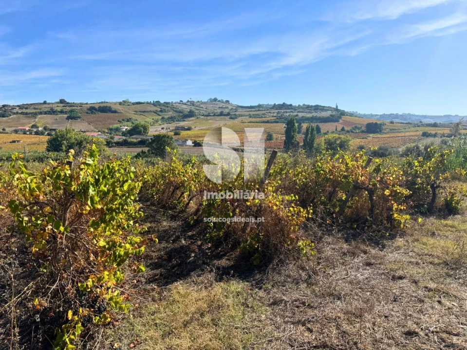 Terreno para Venda em Dois Portos e Runa Foto 21