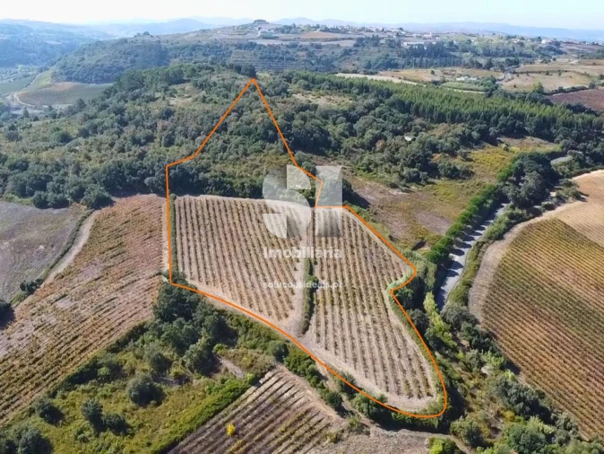 Terreno para Venda em Dois Portos e Runa Foto 7