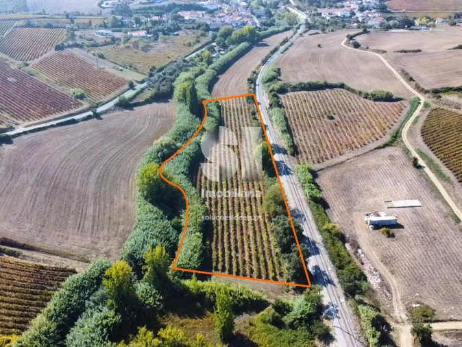 Terreno para Venda em Dois Portos e Runa Foto 5