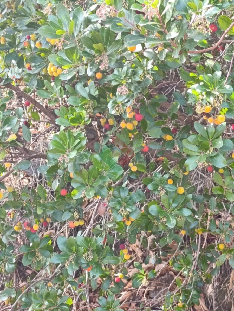 Terreno Agricola ou Rústico para Venda em Santa Maria de Marvão Foto 6