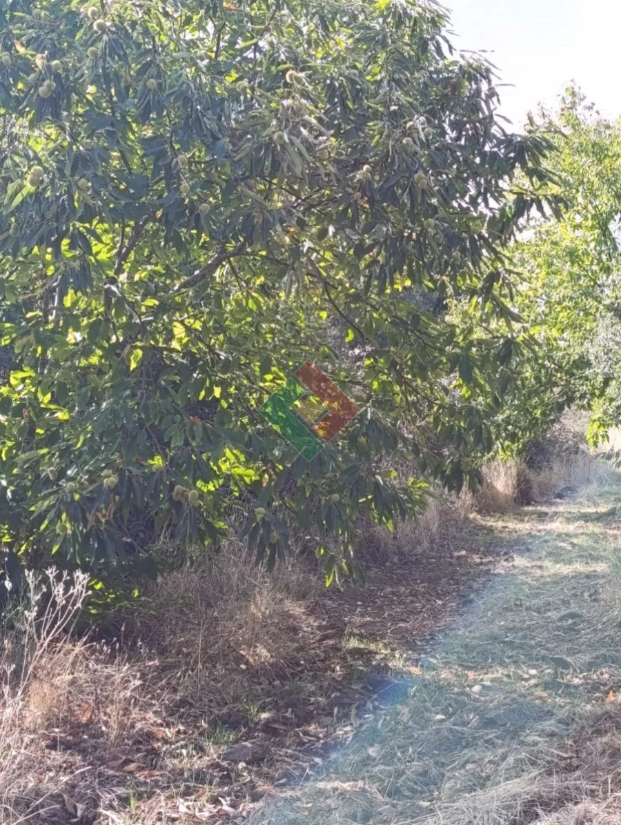 Terreno Agricola ou Rústico para Venda em Santa Maria de Marvão Foto 7