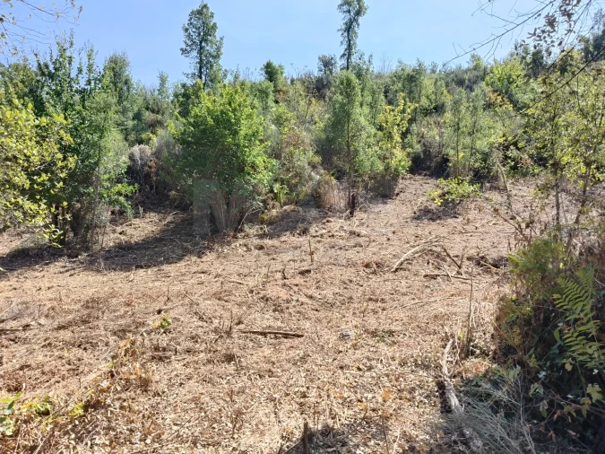 Terreno para Venda em Côja e Barril de Alva Foto 2