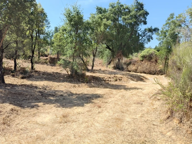 Terreno para Venda em Côja e Barril de Alva Foto 3