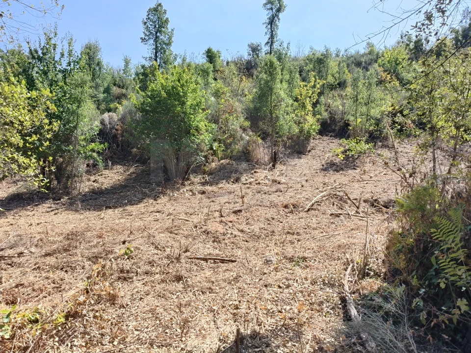 Terreno para Venda em Côja e Barril de Alva Foto 2