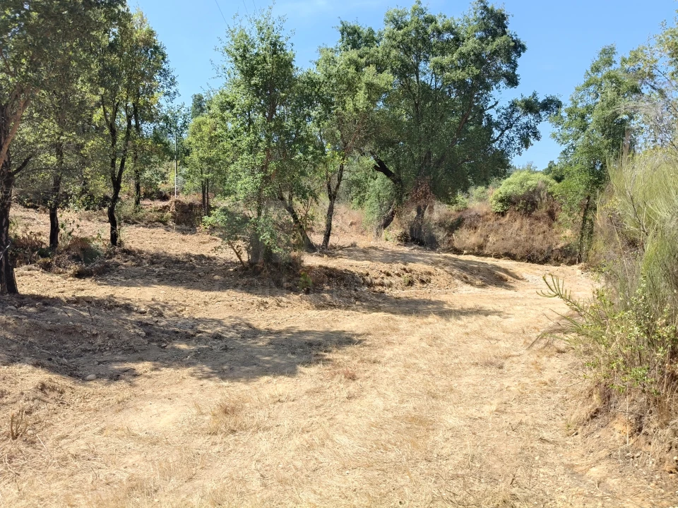 Terreno para Venda em Côja e Barril de Alva Foto 3