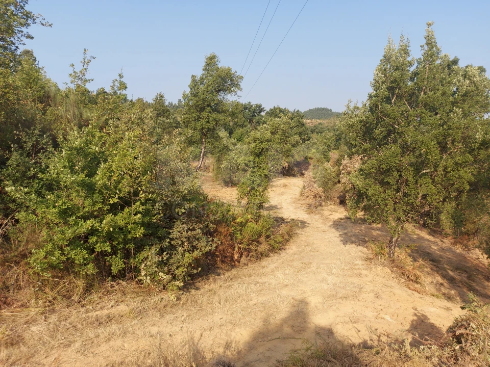 Terreno para Venda em Côja e Barril de Alva Foto 6