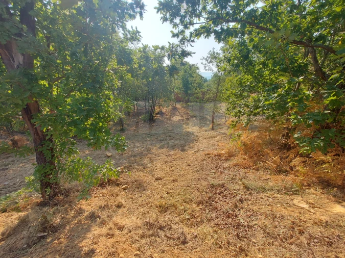 Terreno para Venda em Côja e Barril de Alva Foto 3
