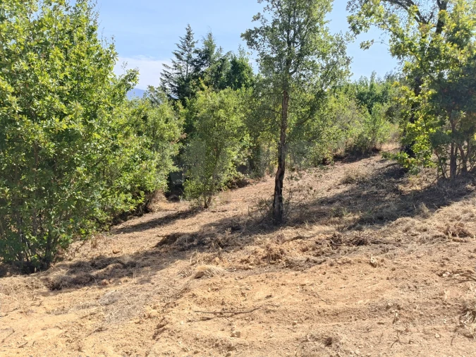 Terreno para Venda em Côja e Barril de Alva Foto 4
