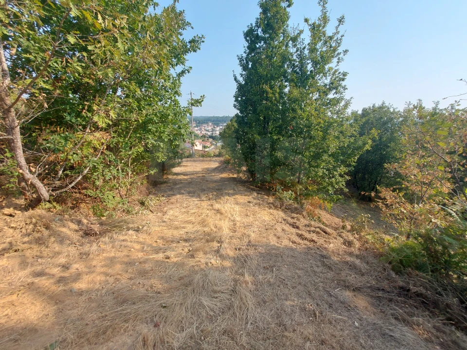 Terreno para Venda em Côja e Barril de Alva Foto 2