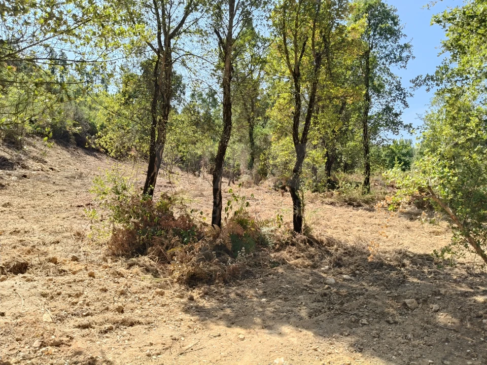 Terreno para Venda em Côja e Barril de Alva Foto 5