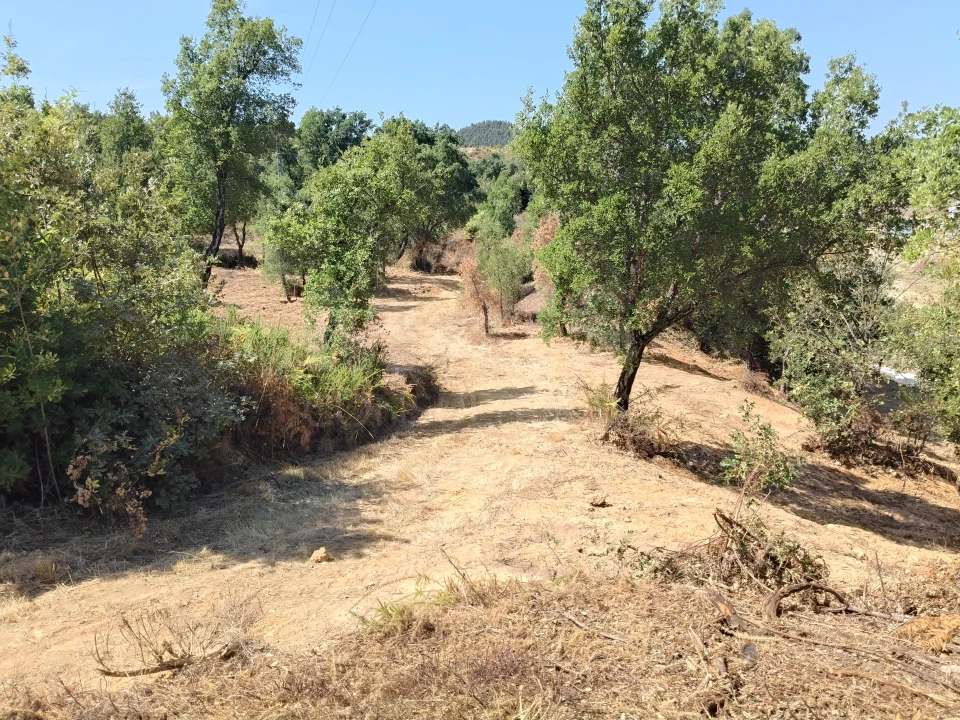 Terreno para Venda em Côja e Barril de Alva Foto 4