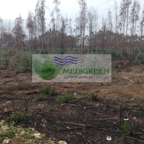 Terreno para Venda em Águeda e Borralha Foto 1