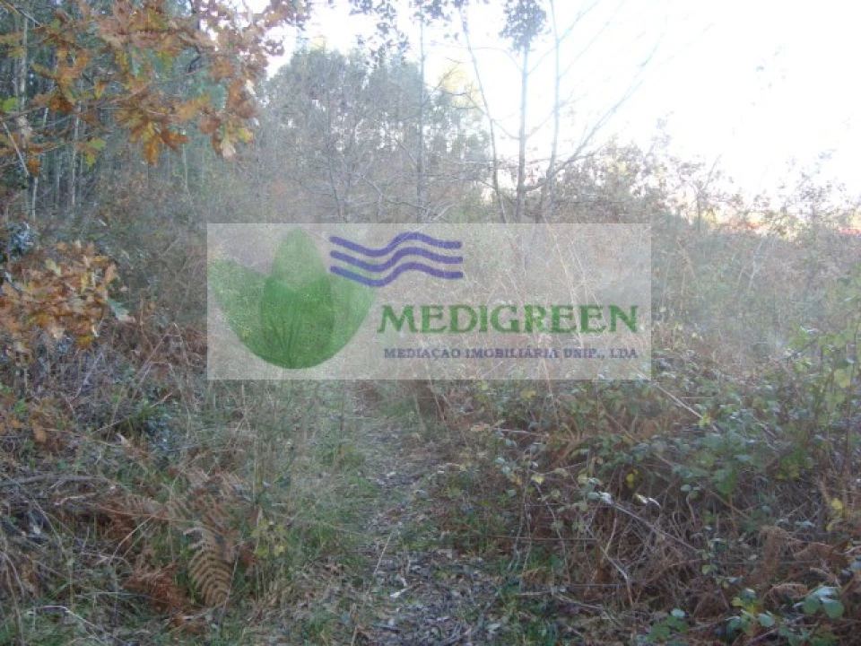 Quinta para Venda em São Pedro de Castelões Foto 3