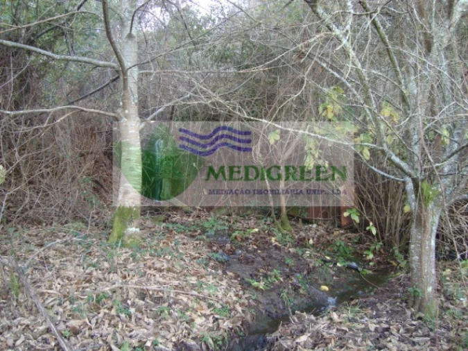 Quinta para Venda em São Pedro de Castelões